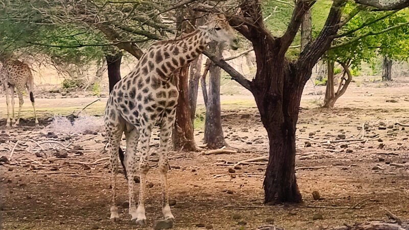 Kaelkirjak. Giraffe
