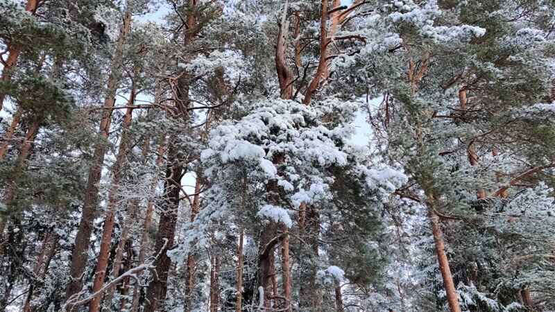 Männid Ja Lumi. Pine Trees And Snow