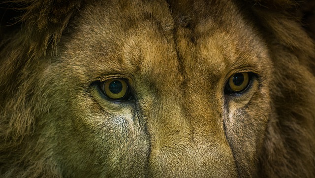 lõvi. foto: Pixabay