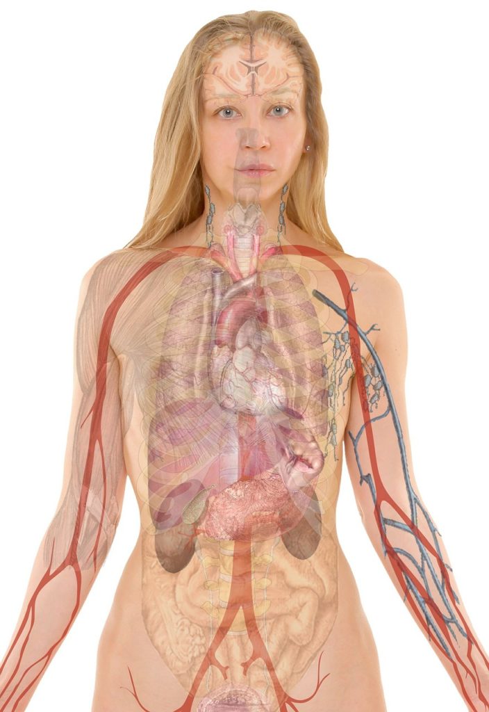 anatomy. foto: Pixabay