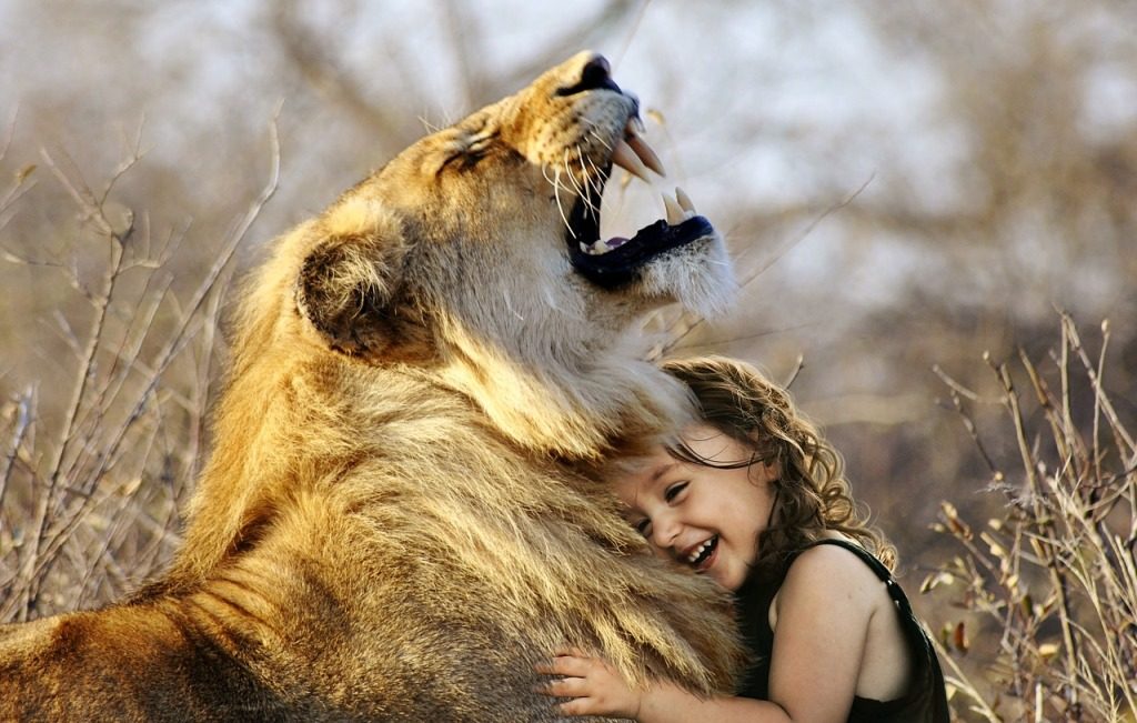 lion. foto: Pixabay