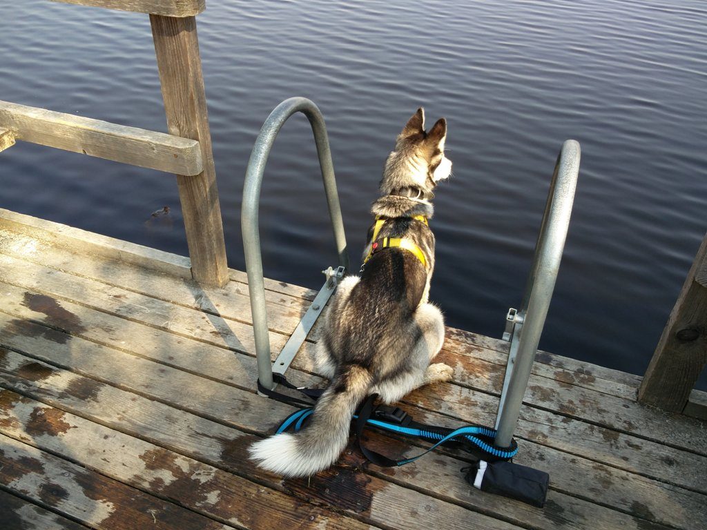 koer soojärve ujumiskohas