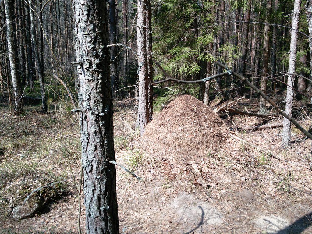 kuklasepesa Meenikunno matkarajal